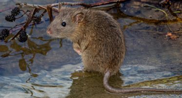 rat-gc1695a502_1920